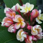 PERFECT plumeria
